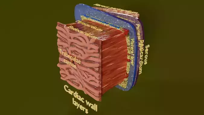 Heart Cardiac Wall Layers Low-poly 3D model