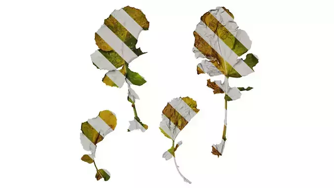 Anydrafts Brassica napus Leaf 04