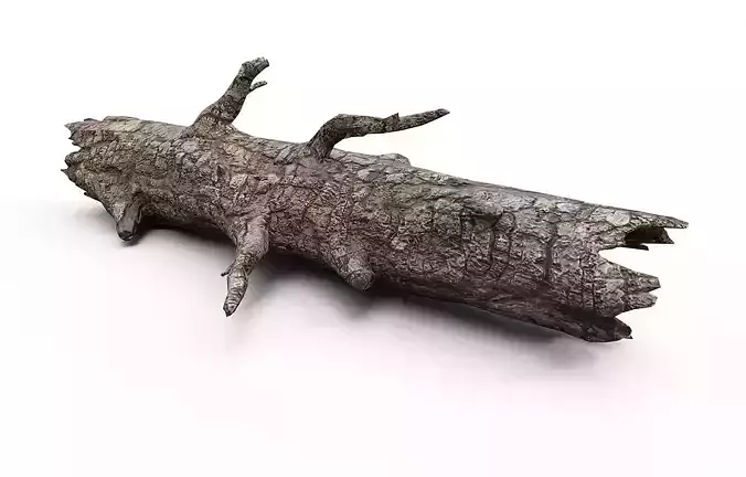 Old wood log