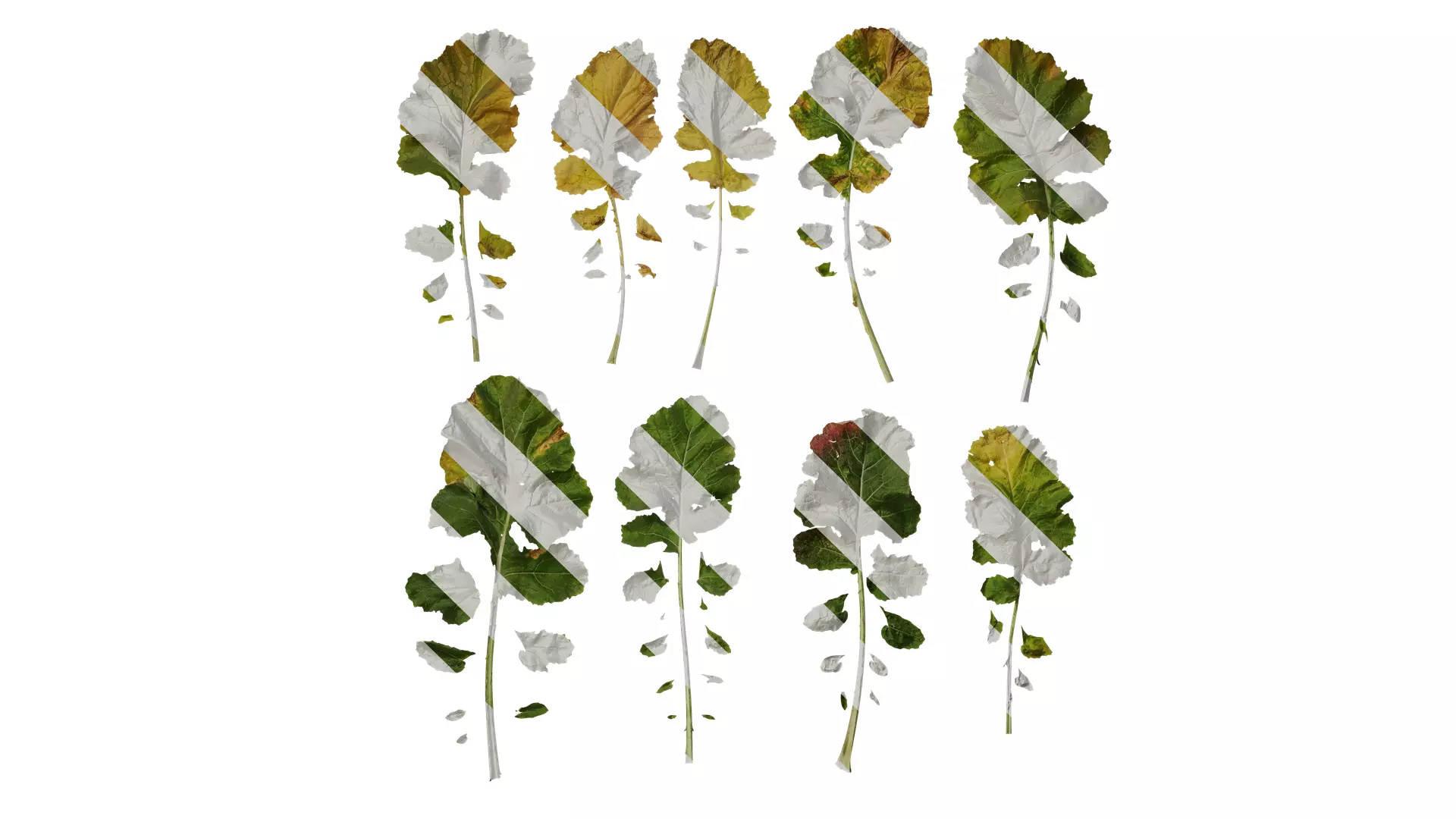 Anydrafts Brassica napus Leaf 05 Texture_0