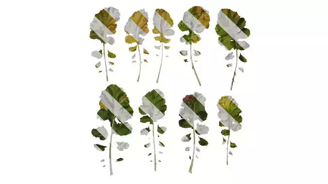 Anydrafts Brassica napus Leaf 05