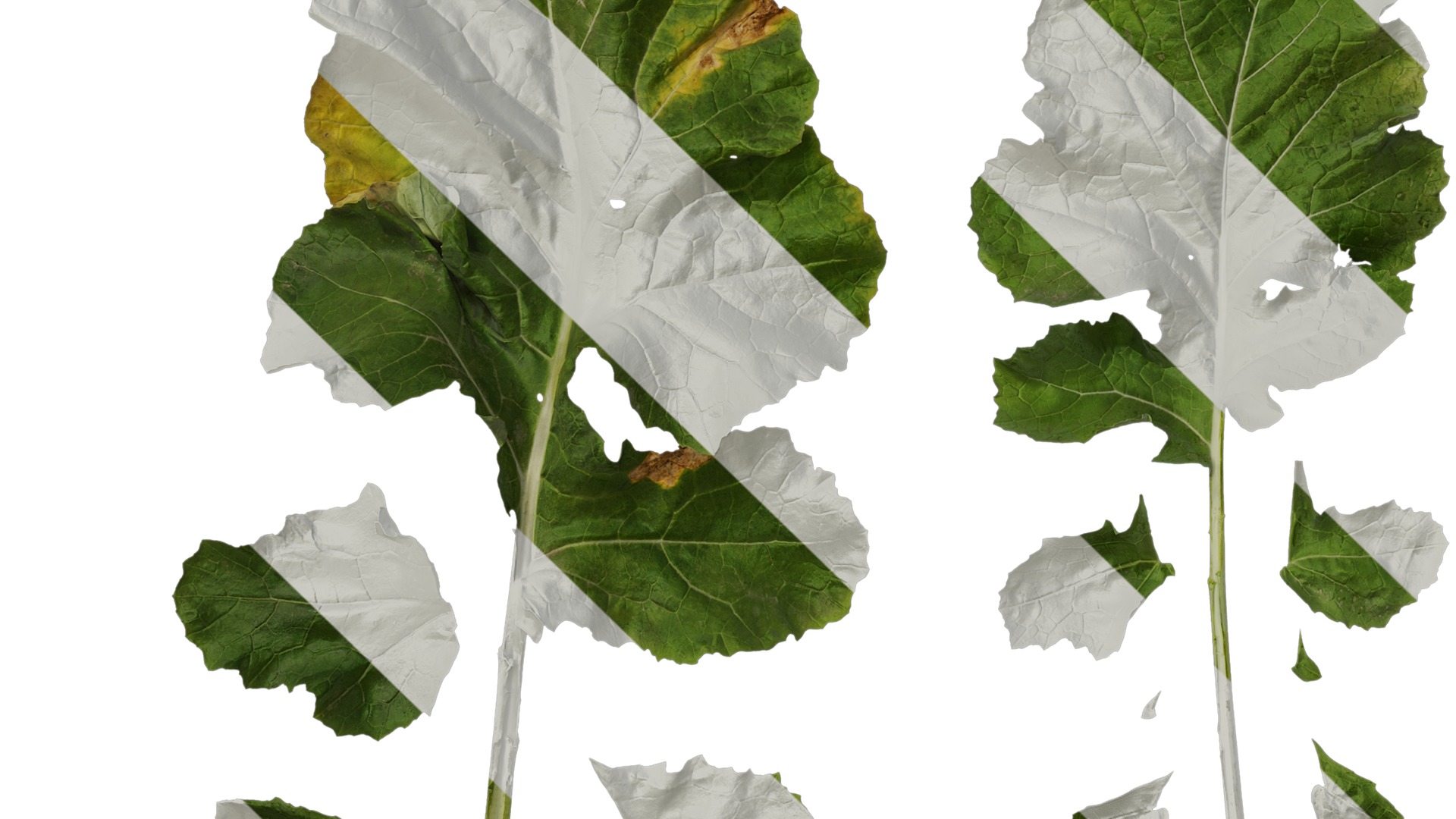 Anydrafts Brassica napus Leaf 05 Texture_5