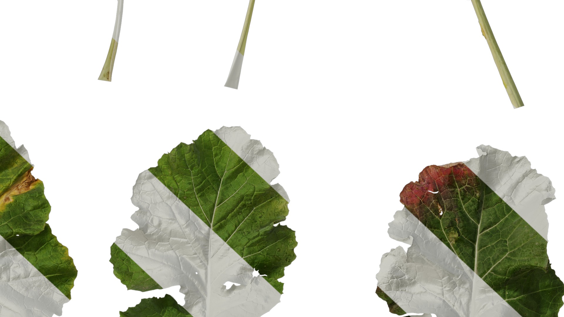 Anydrafts Brassica napus Leaf 05 Texture_7