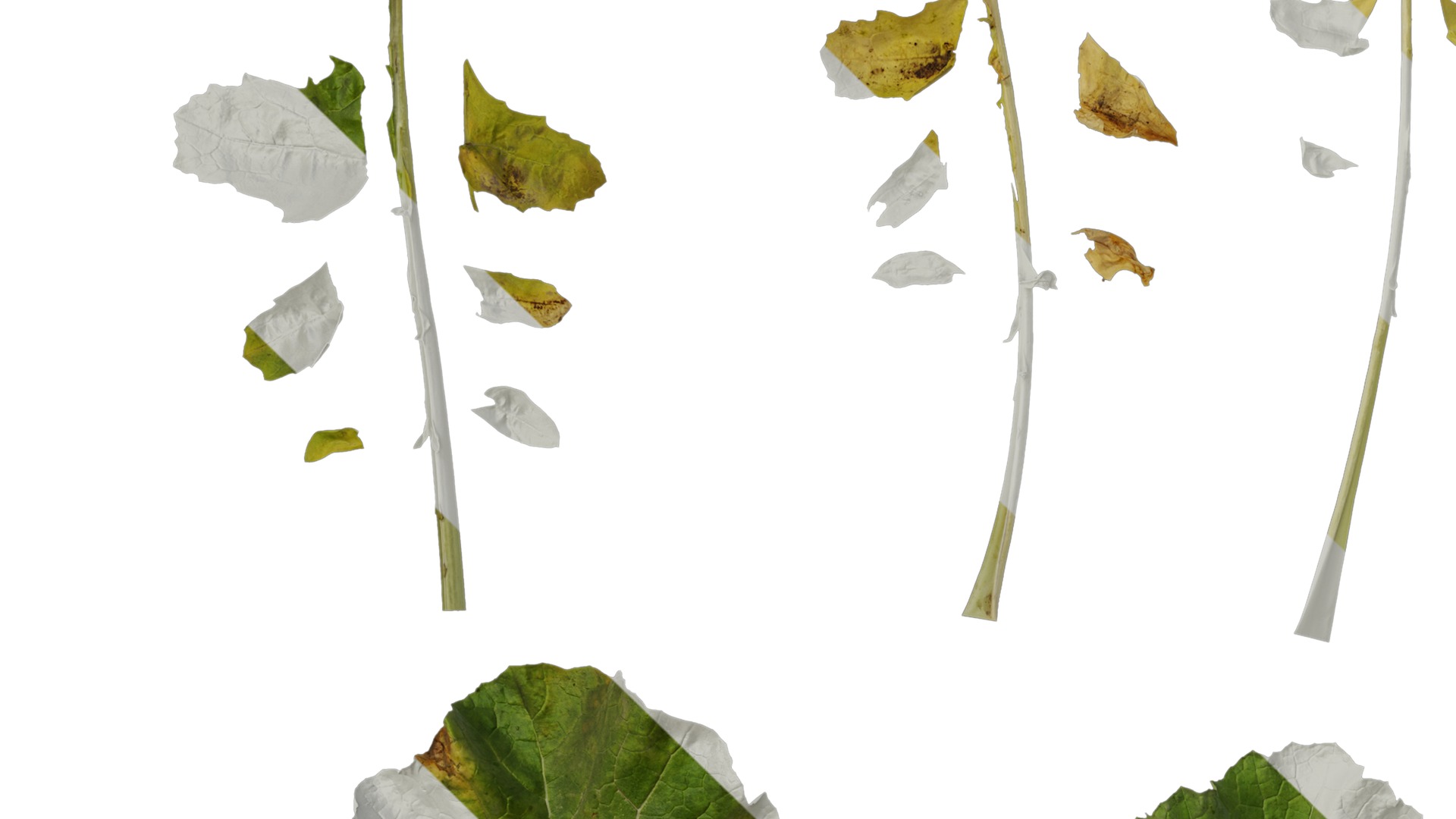 Anydrafts Brassica napus Leaf 05 Texture_3