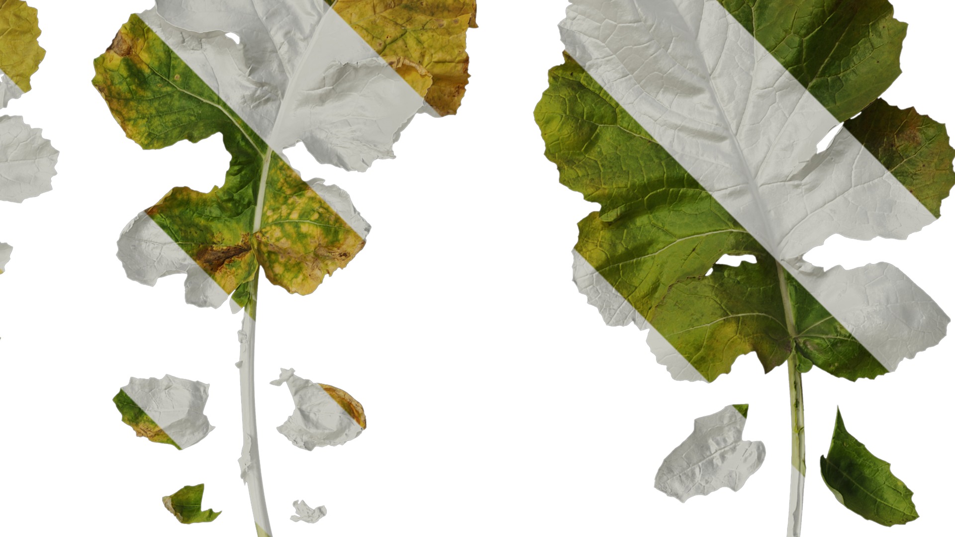 Anydrafts Brassica napus Leaf 05 Texture_2