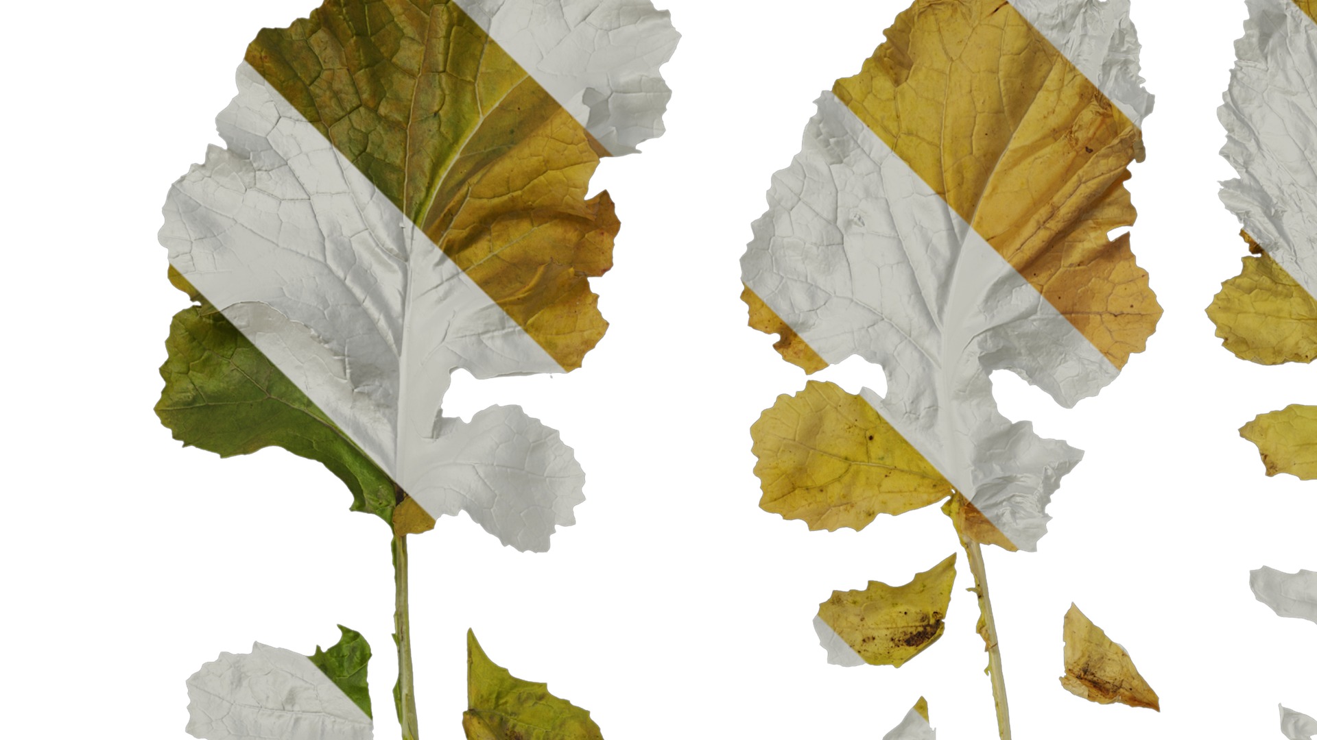 Anydrafts Brassica napus Leaf 05 Texture_1