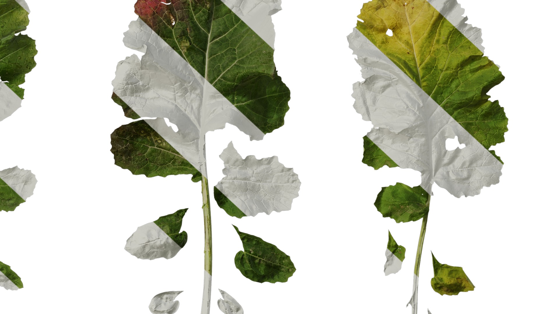 Anydrafts Brassica napus Leaf 05 Texture_6