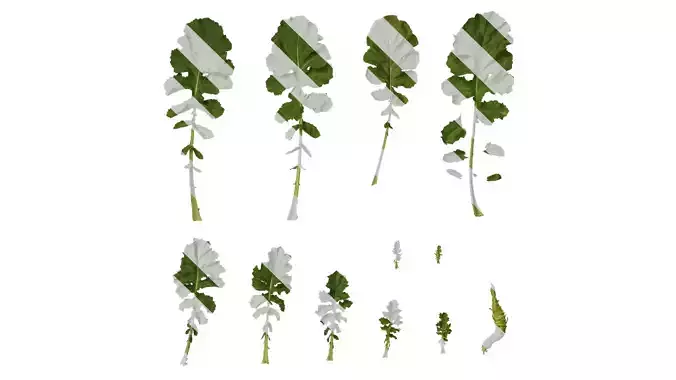 Anydrafts Brassica napus Leaf 07