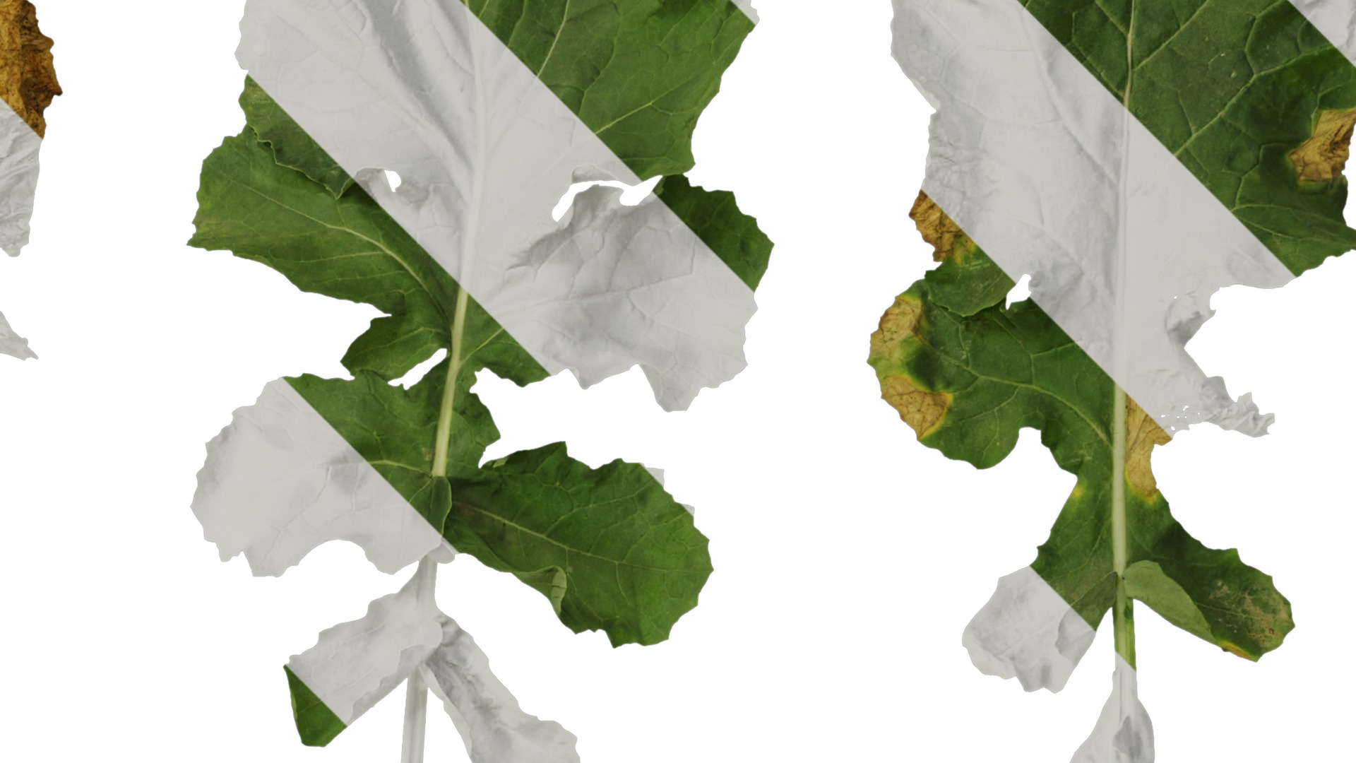 Anydrafts Brassica napus Leaf 08 Texture_2