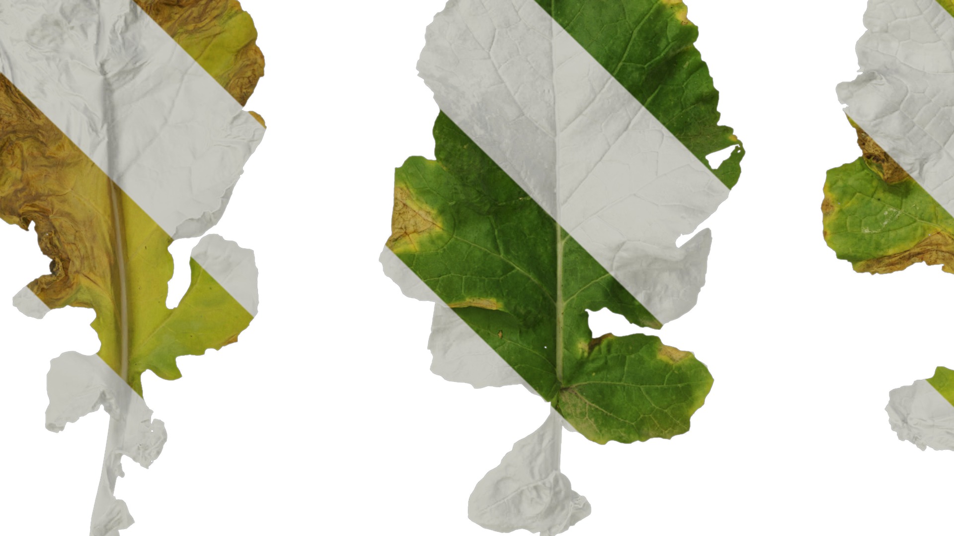 Anydrafts Brassica napus Leaf 08 Texture_1