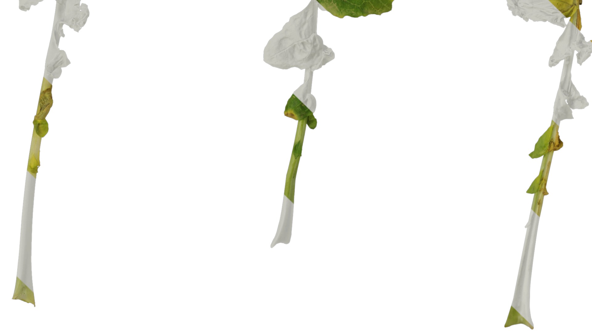 Anydrafts Brassica napus Leaf 08 Texture_3