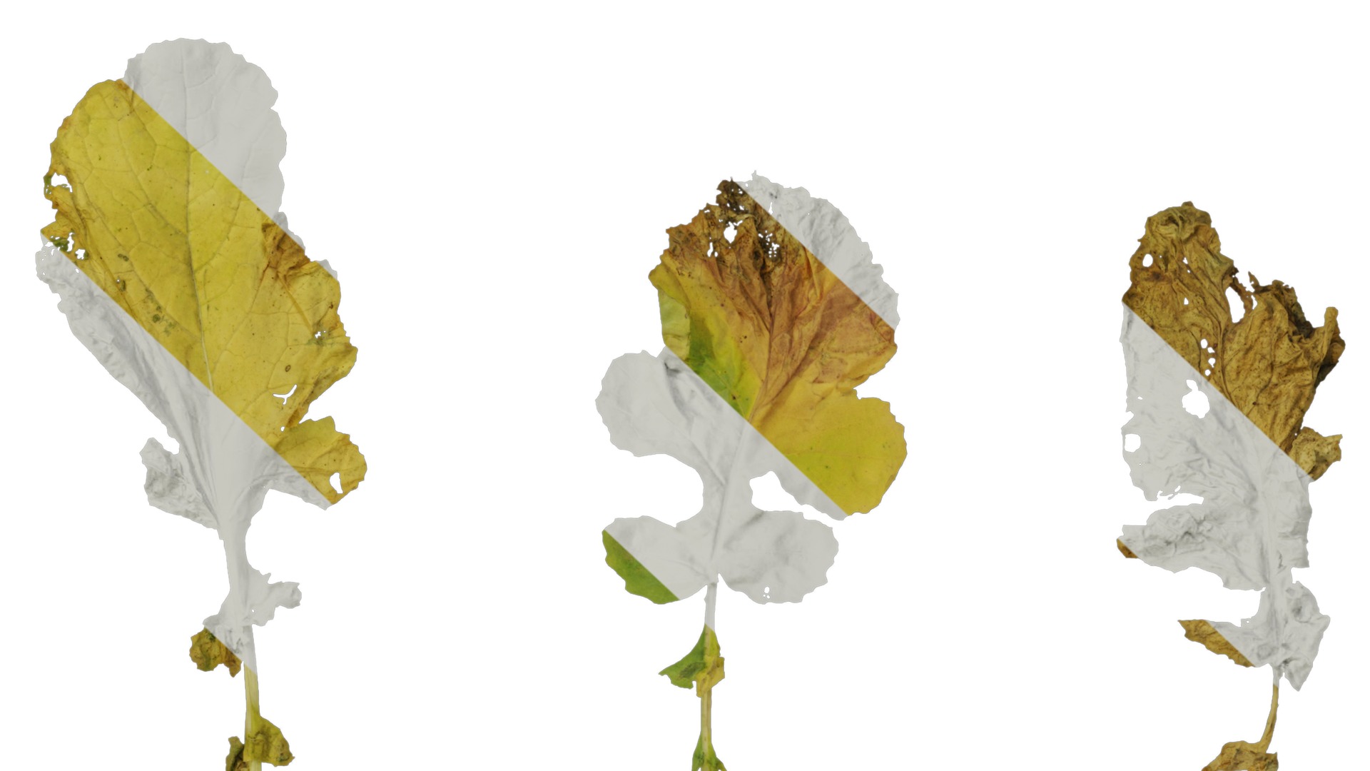 Anydrafts Brassica napus Leaf 08 Texture_6