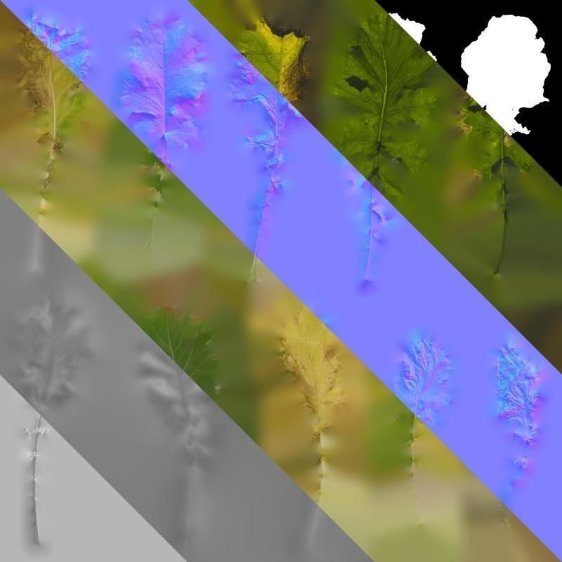 Anydrafts Brassica napus Leaf 08 Texture_8