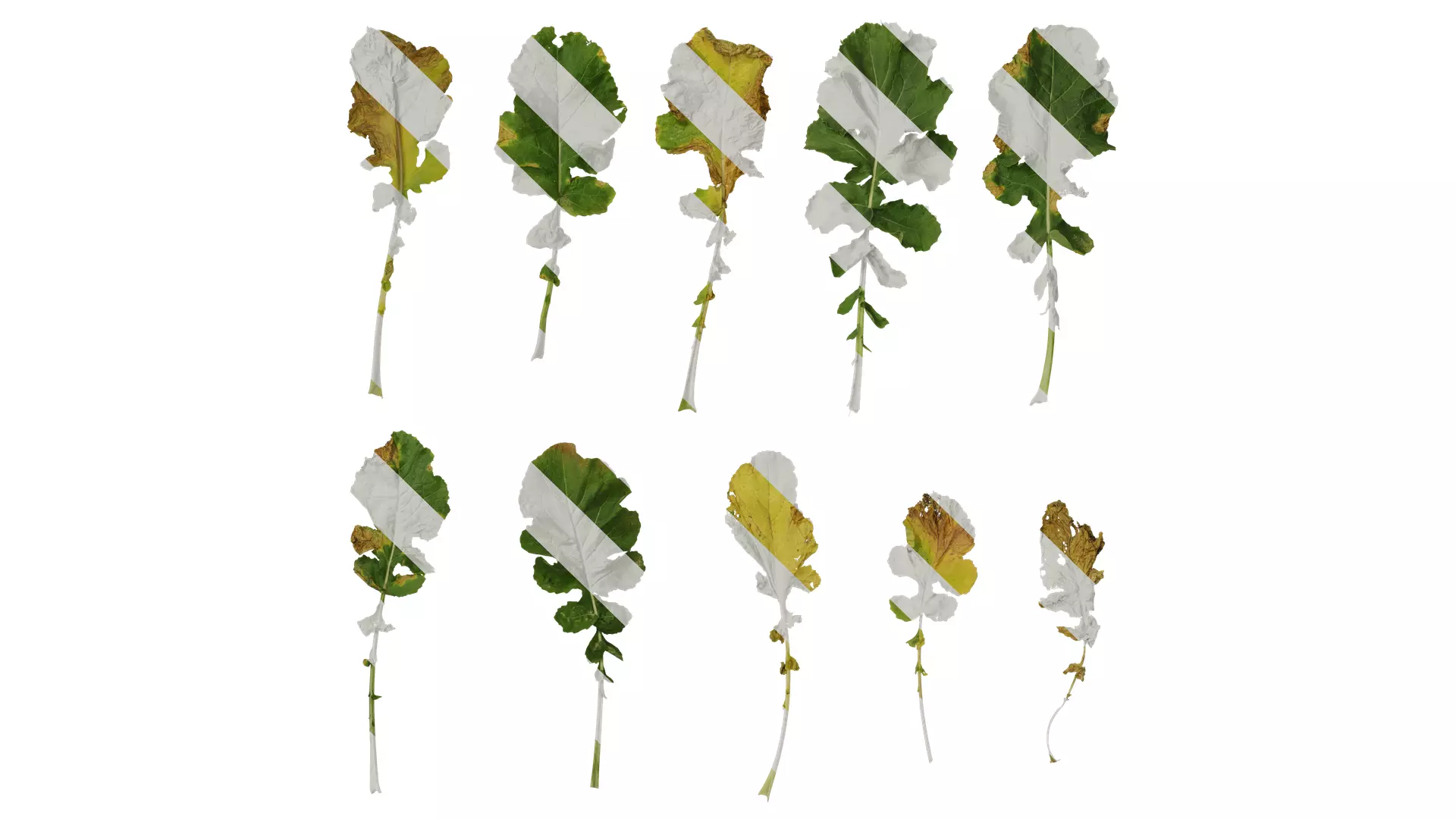 Anydrafts Brassica napus Leaf 08 Texture_0