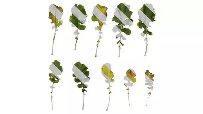 Anydrafts Brassica napus Leaf 08