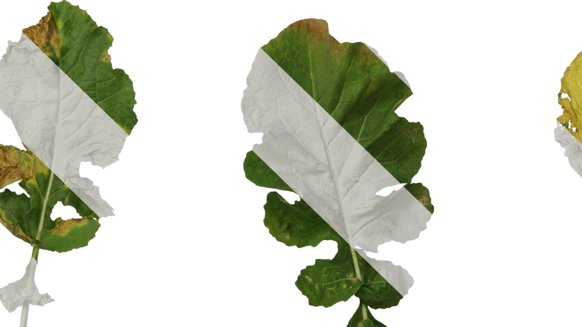 Anydrafts Brassica napus Leaf 08 Texture_5