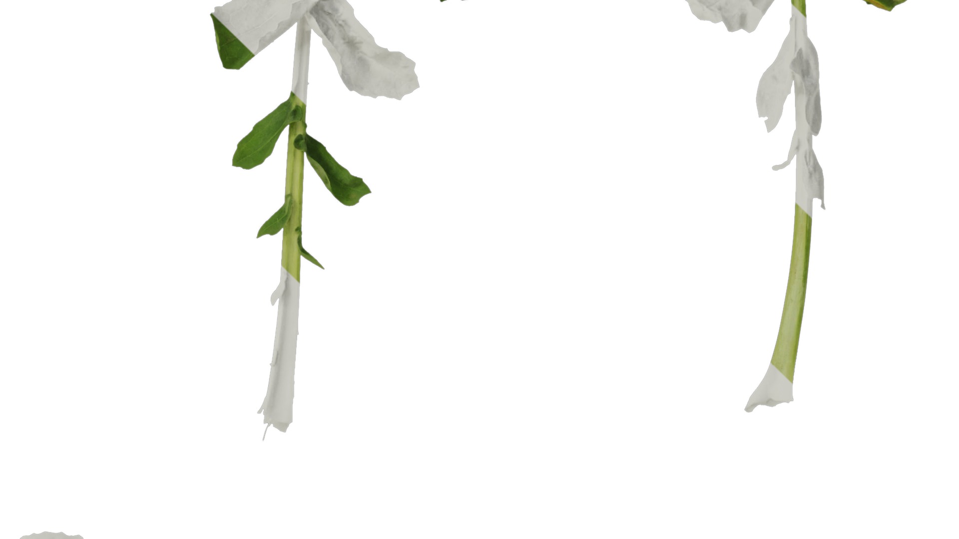 Anydrafts Brassica napus Leaf 08 Texture_4