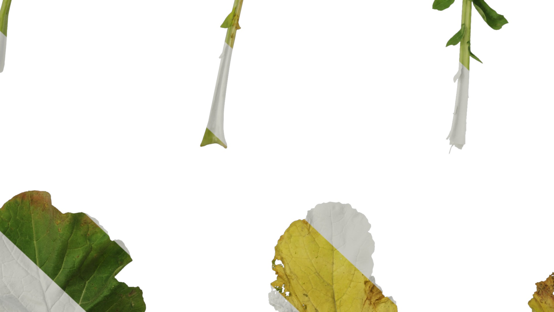 Anydrafts Brassica napus Leaf 08 Texture_7