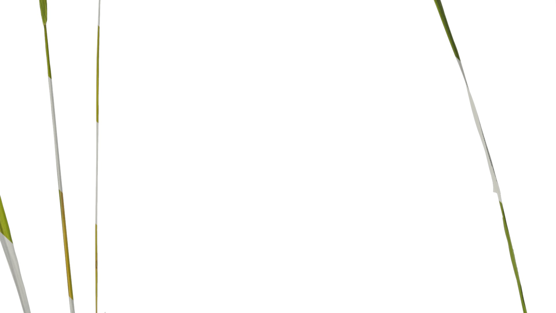 Anydrafts Oryza sativa Atlas 02 Texture_7