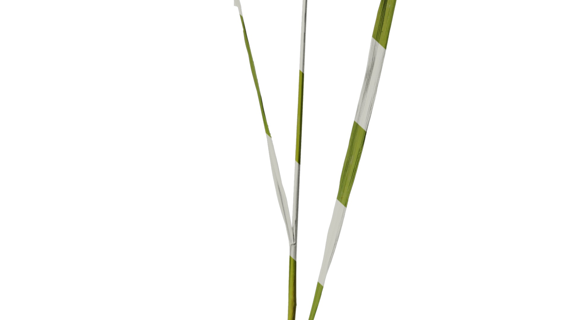 Anydrafts Oryza sativa Atlas 02 Texture_6