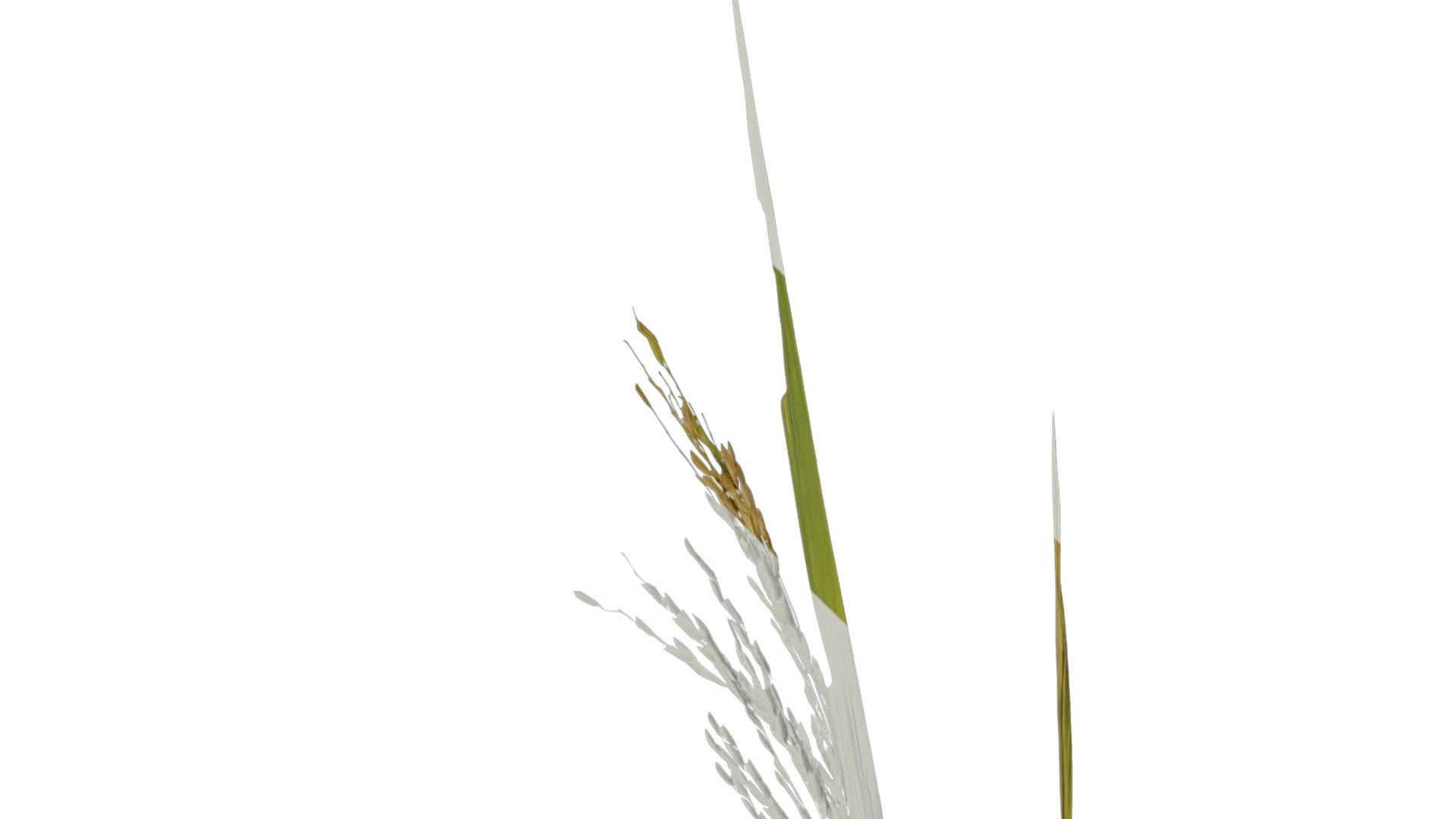 Anydrafts Oryza sativa Atlas 02 Texture_1