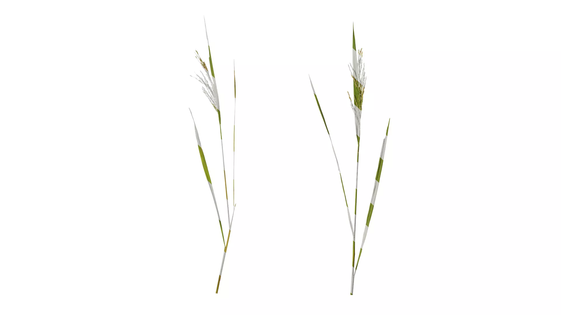 Anydrafts Oryza sativa Atlas 02 Texture_0