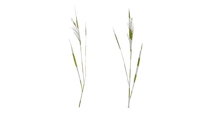 Anydrafts Oryza sativa Atlas 02 Texture