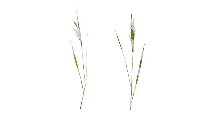 Anydrafts Oryza sativa Atlas 02