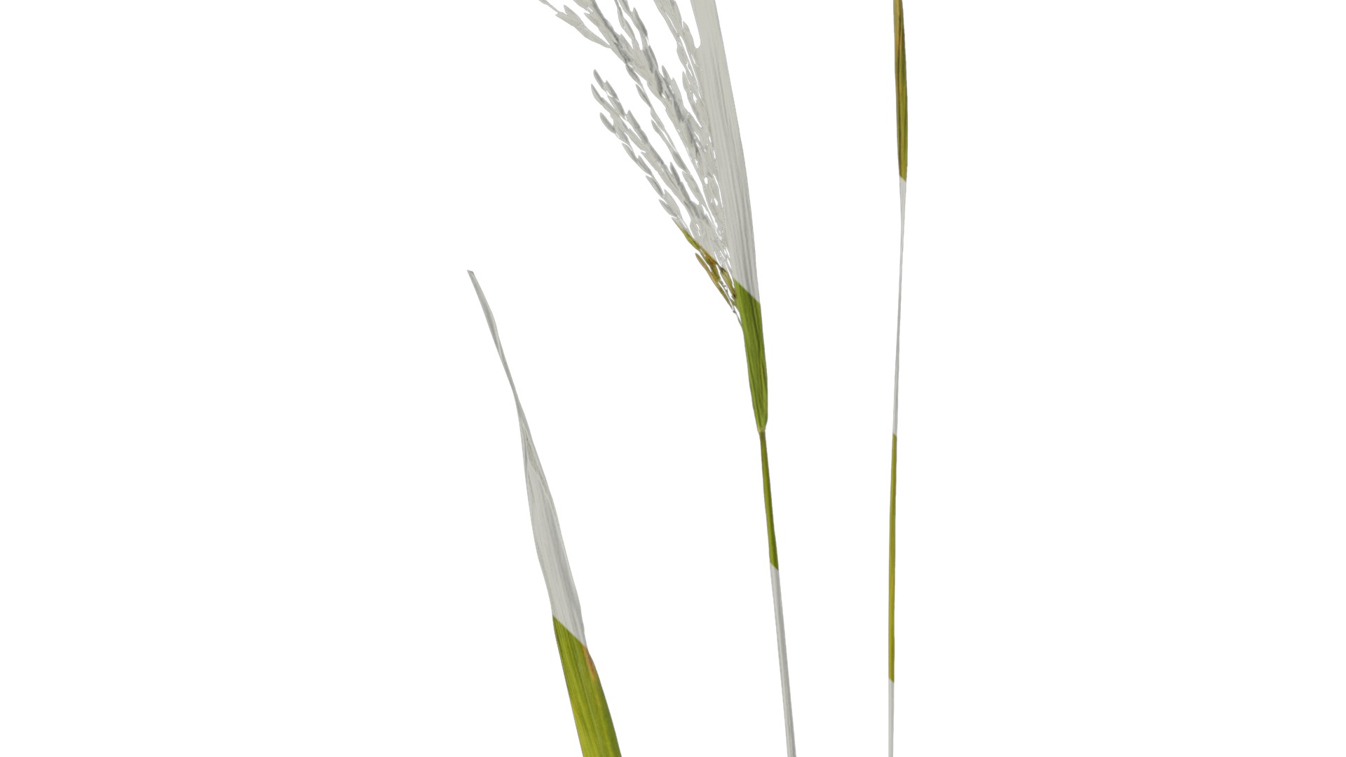 Anydrafts Oryza sativa Atlas 02 Texture_3