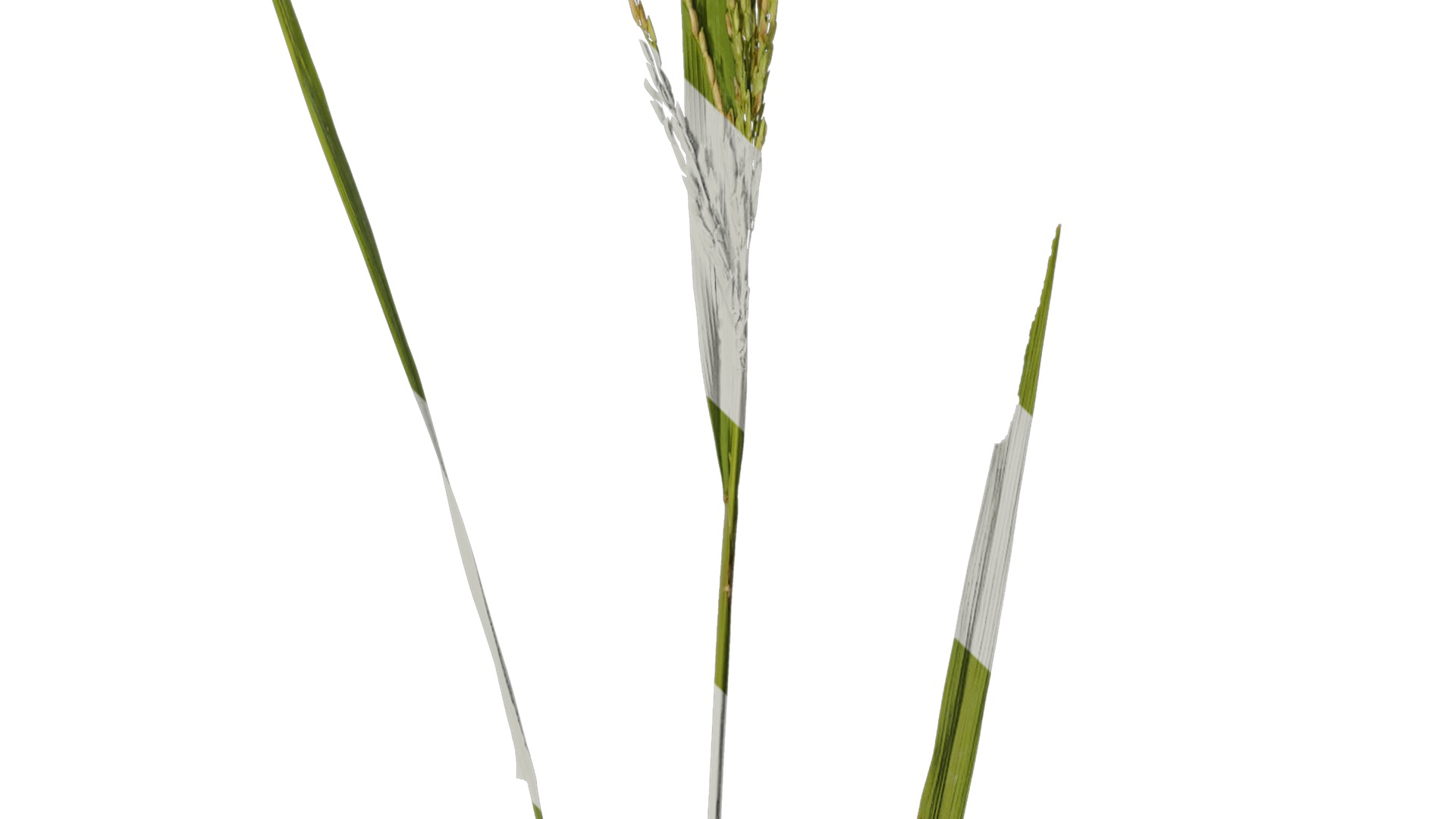 Anydrafts Oryza sativa Atlas 02 Texture_4