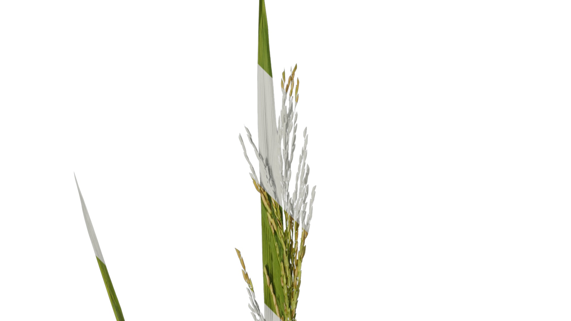 Anydrafts Oryza sativa Atlas 02 Texture_2