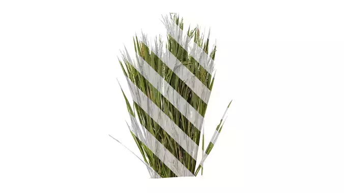 Anydrafts Oryza sativa Atlas 03