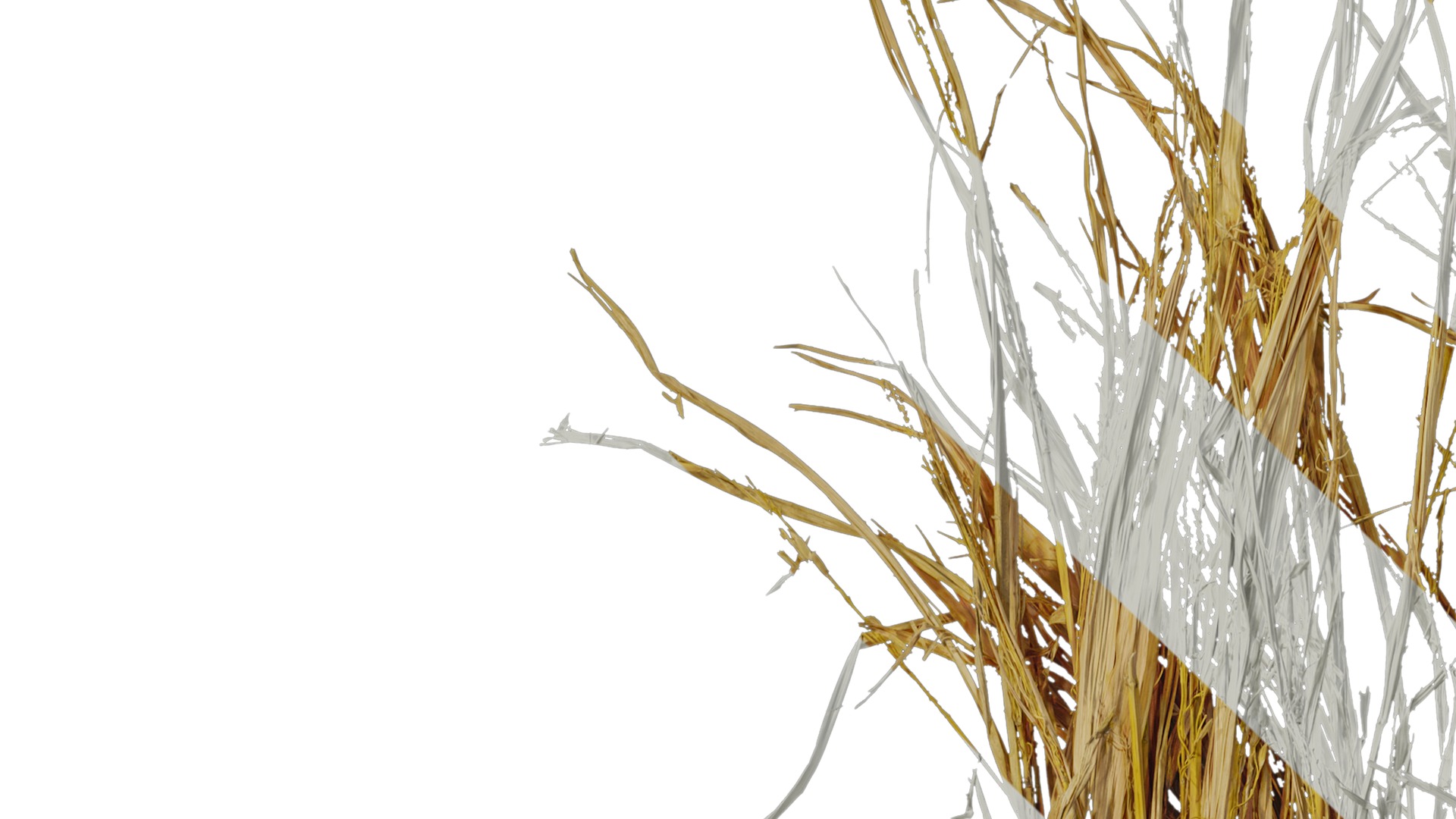 Anydrafts Oryza sativa Atlas 08 Texture_1