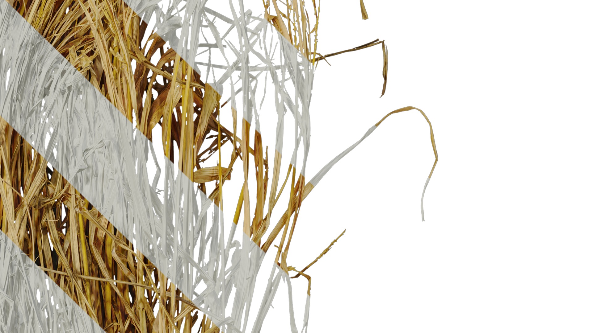 Anydrafts Oryza sativa Atlas 08 Texture_4