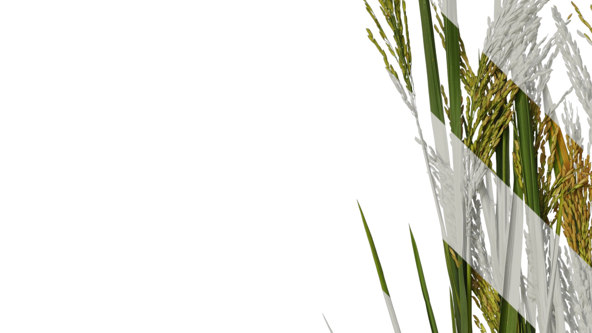 Anydrafts Oryza sativa Atlas 14 Texture_3