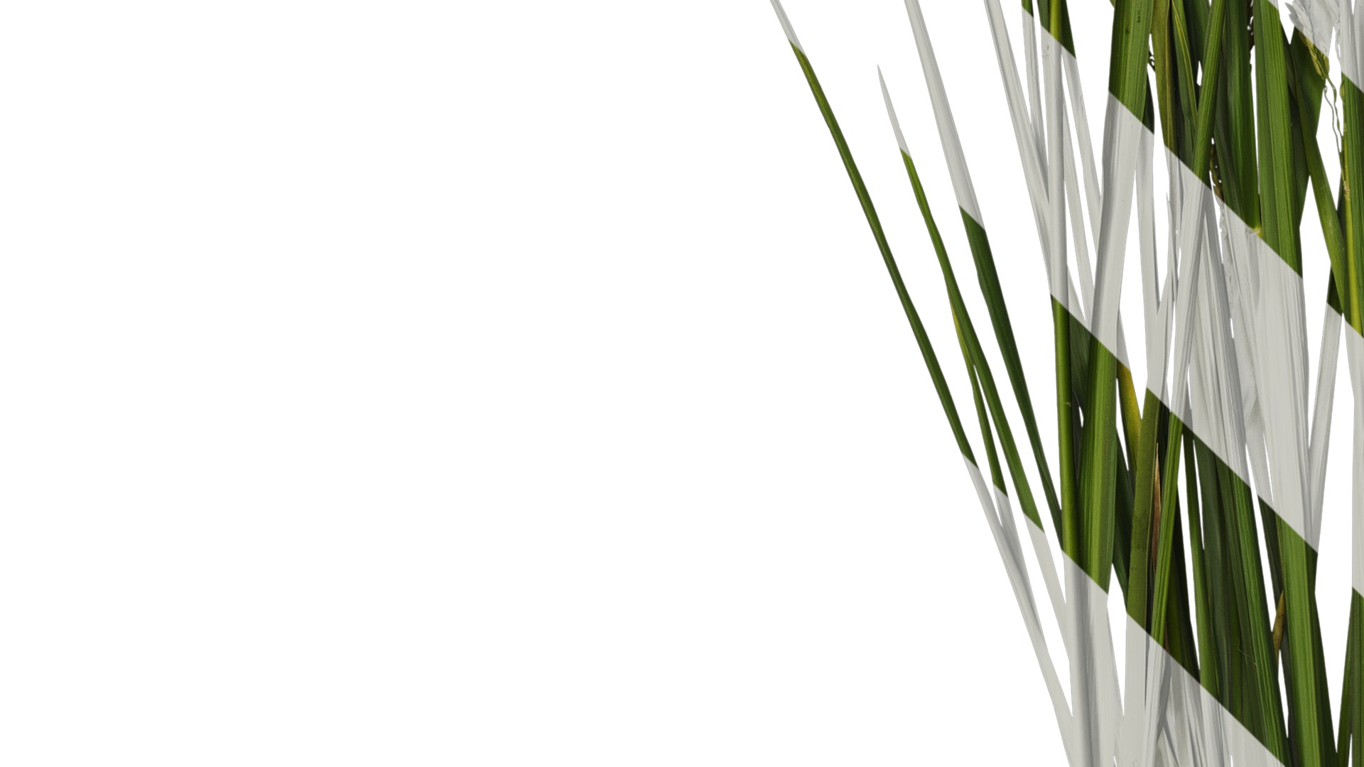 Anydrafts Oryza sativa Atlas 14 Texture_5