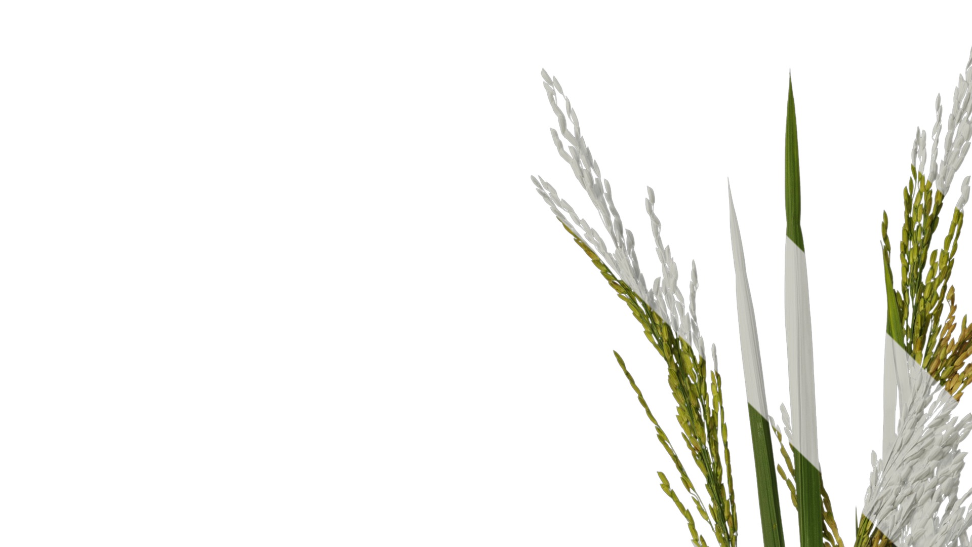 Anydrafts Oryza sativa Atlas 14 Texture_1