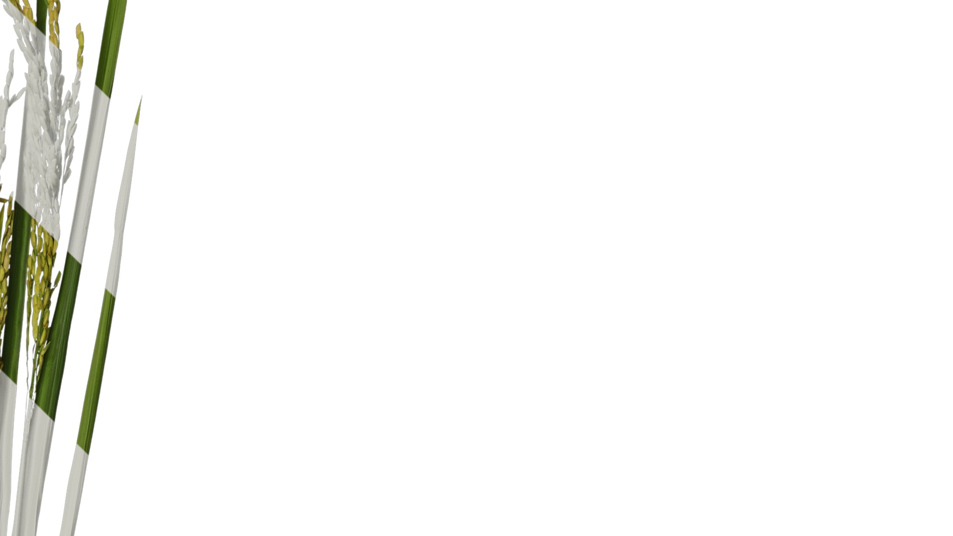 Anydrafts Oryza sativa Atlas 14 Texture_4