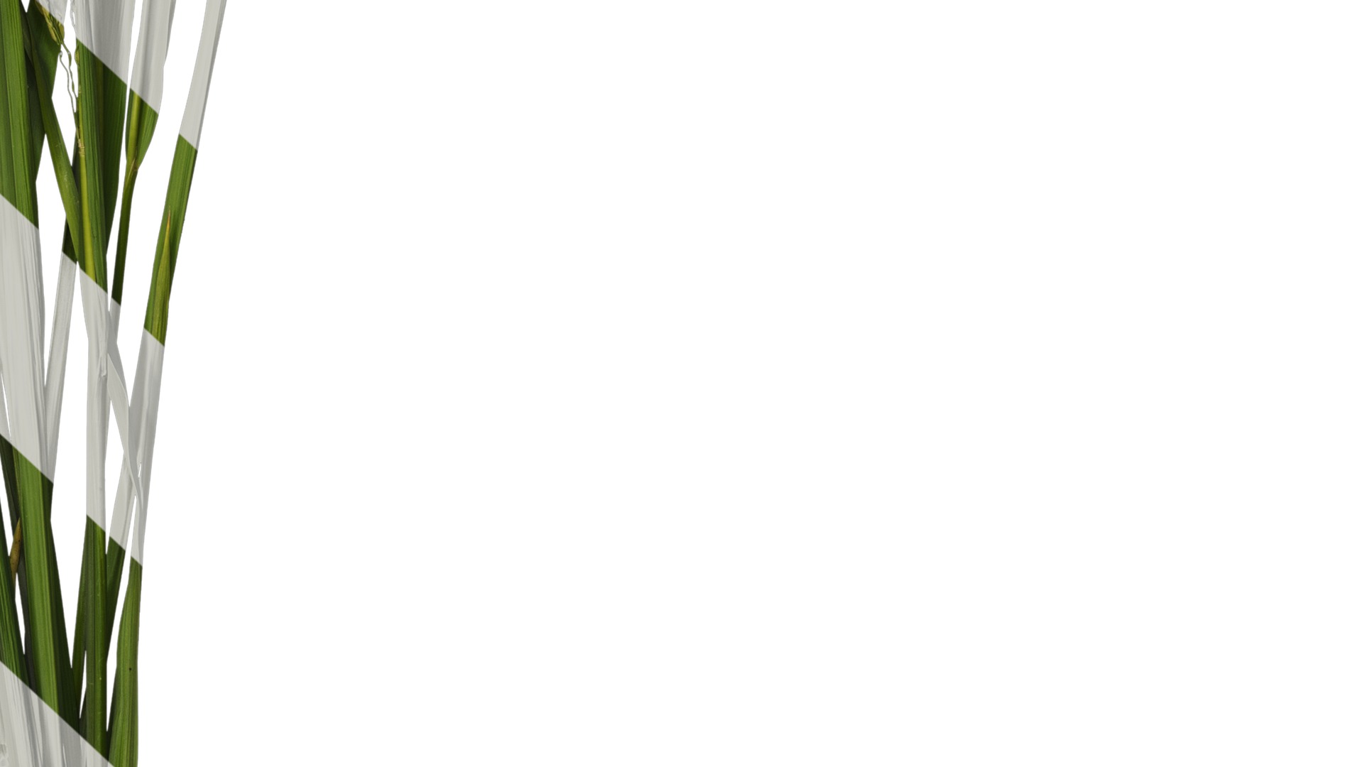 Anydrafts Oryza sativa Atlas 14 Texture_6