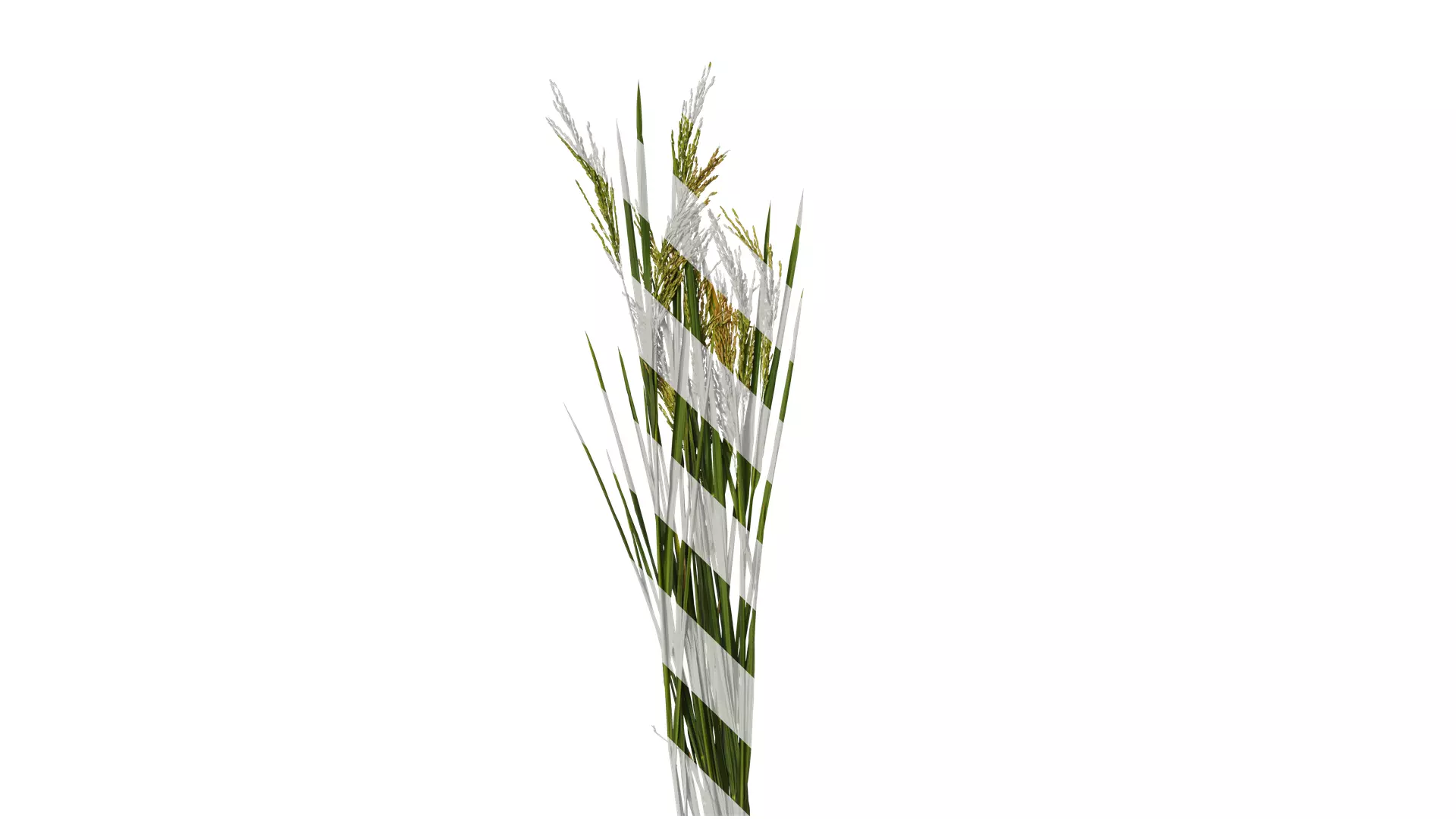 Anydrafts Oryza sativa Atlas 14 Texture_0