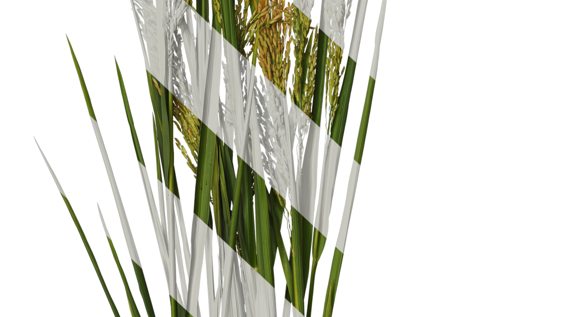 Anydrafts Oryza sativa Atlas 14 Texture_7