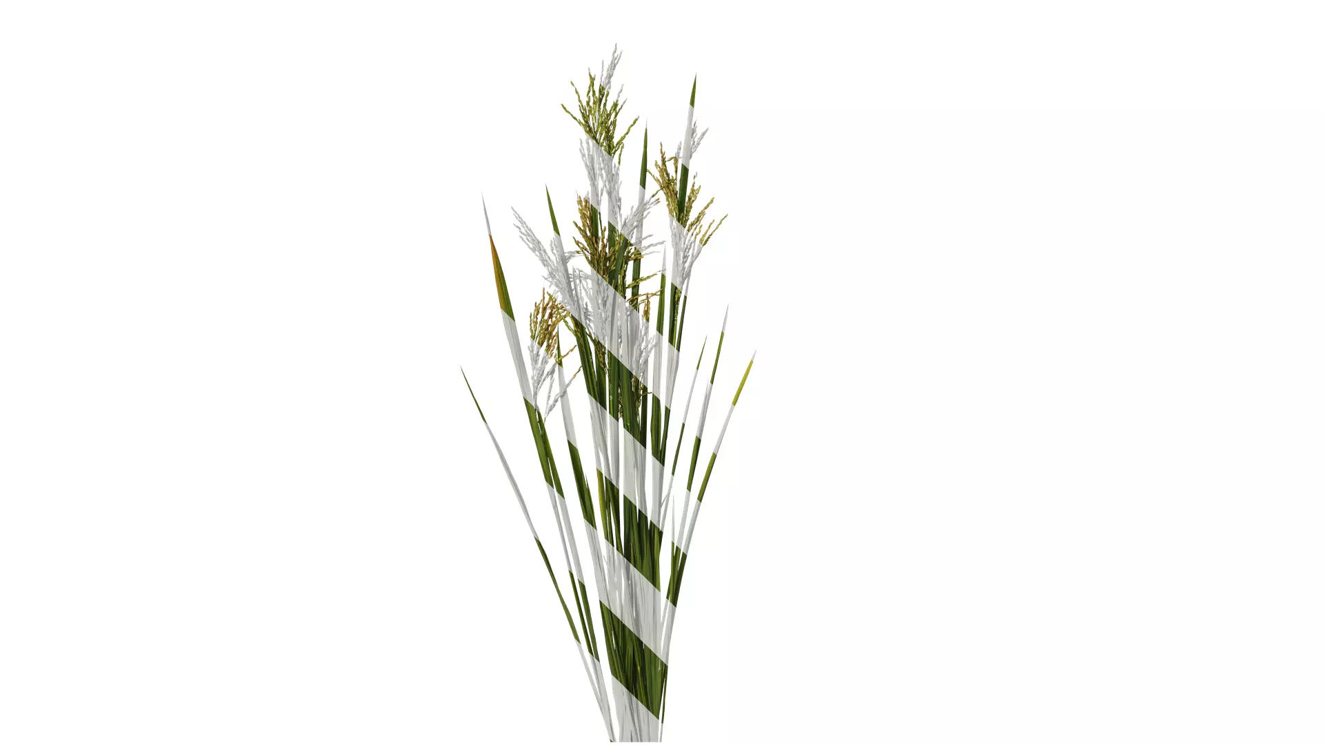 Anydrafts Oryza sativa Atlas 15 Texture