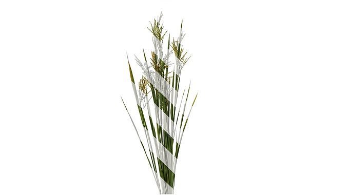 Anydrafts Oryza sativa Atlas 15 Texture