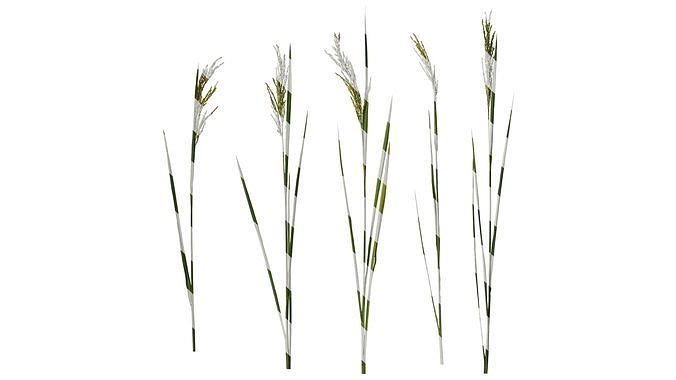 Anydrafts Oryza sativa Atlas 16 Texture