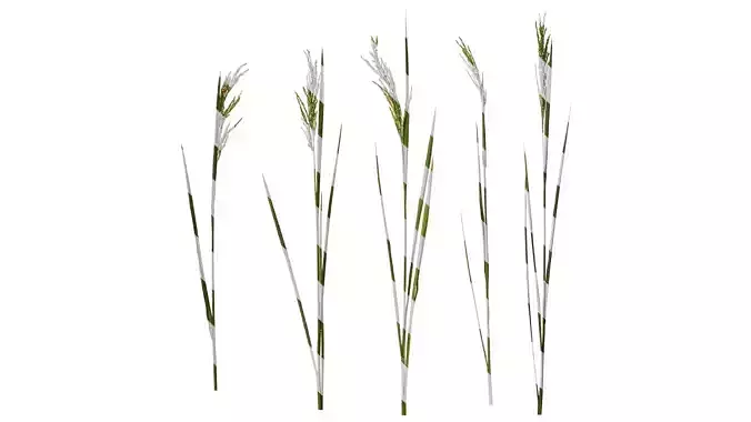 Anydrafts Oryza sativa Atlas 16