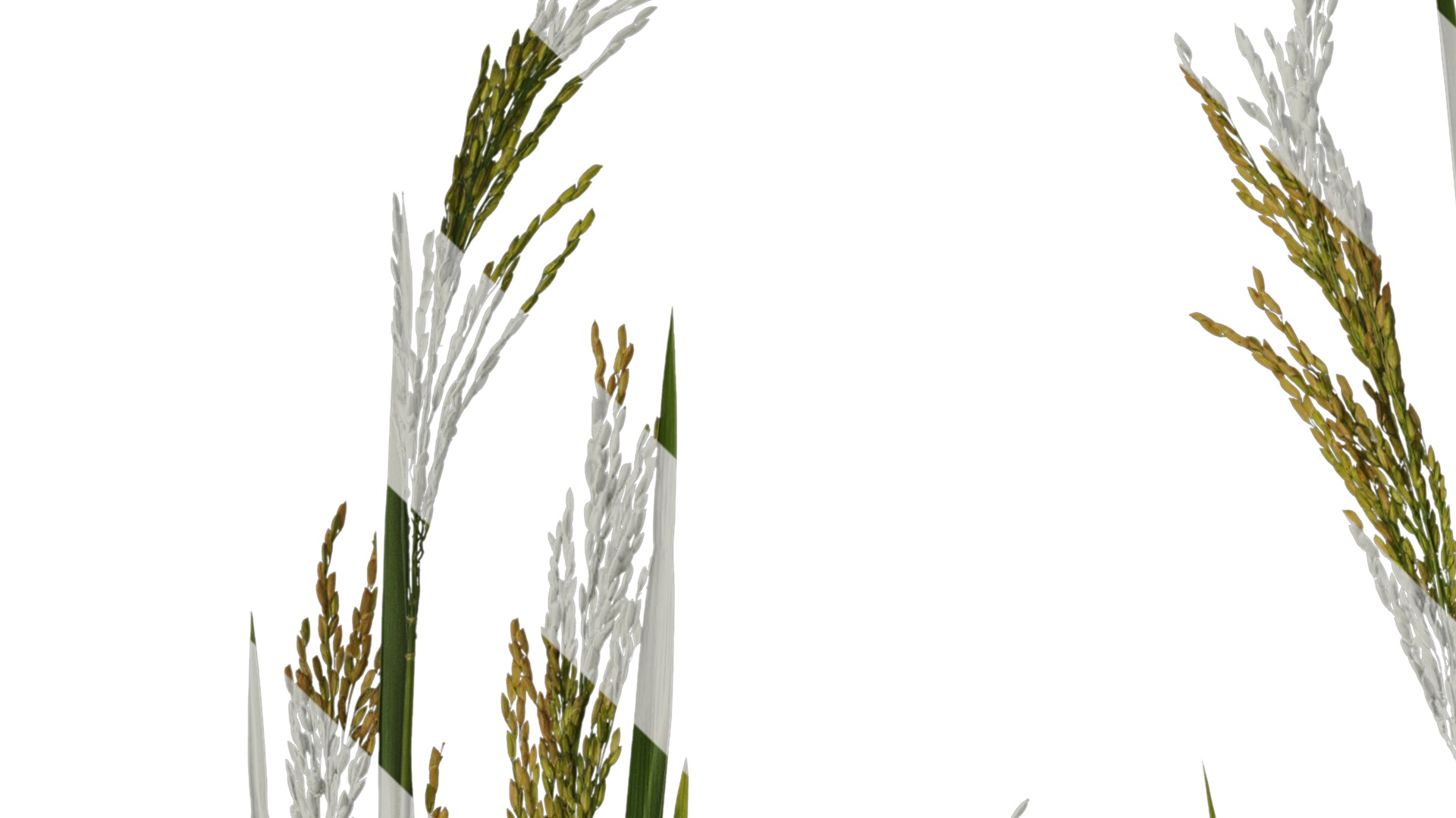 Anydrafts Oryza sativa Atlas 17 Texture_1