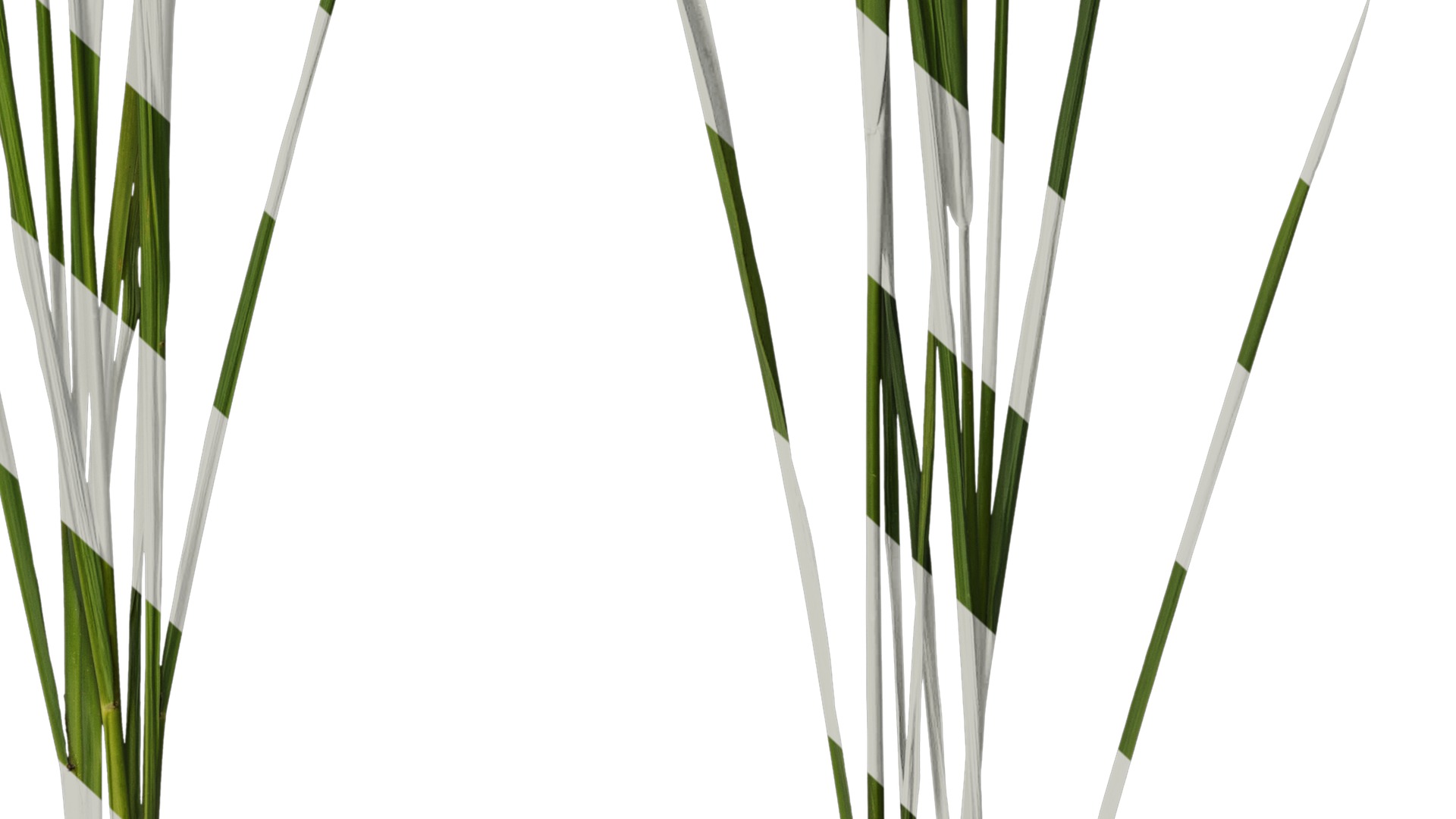 Anydrafts Oryza sativa Atlas 17 Texture_6