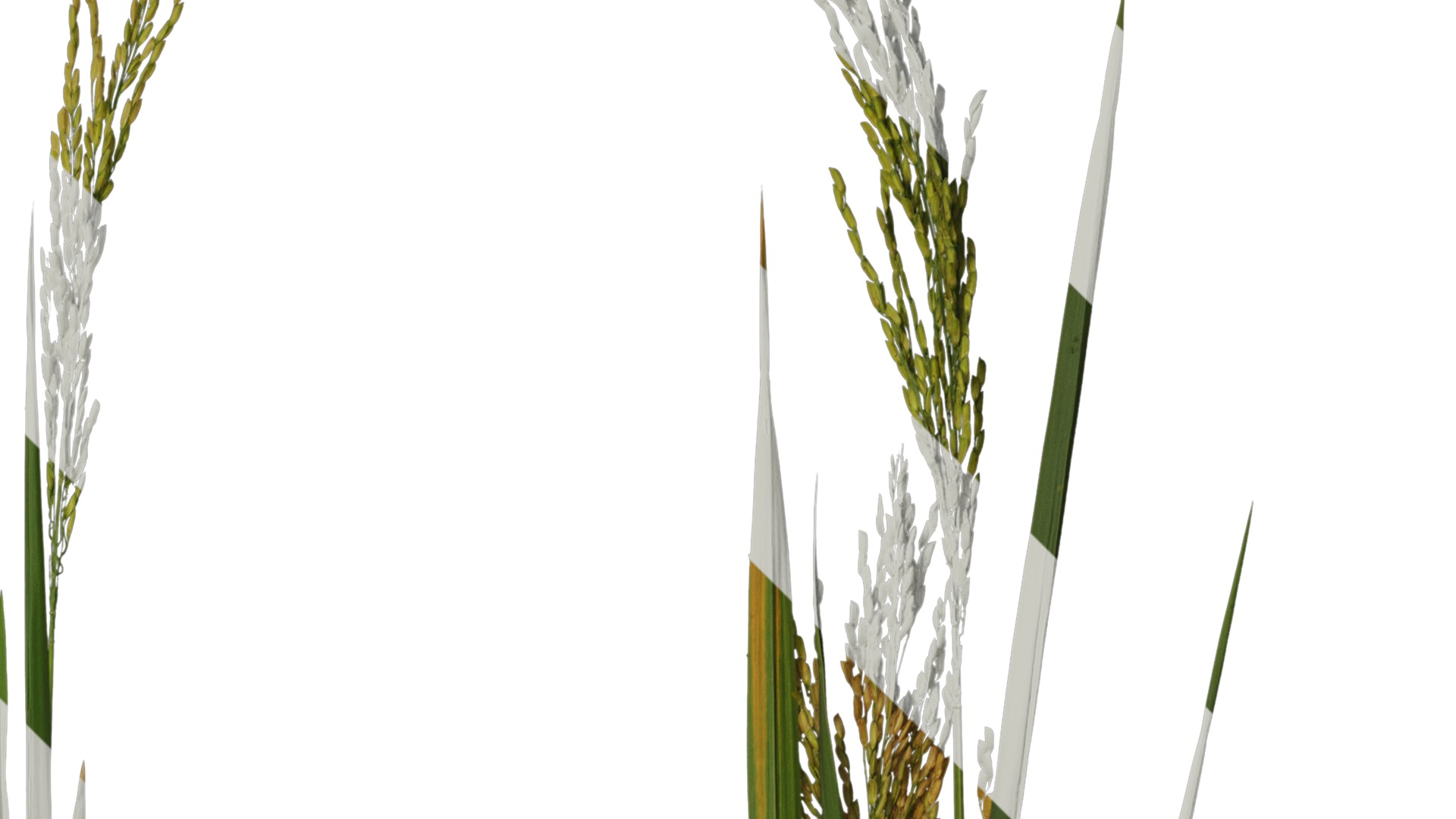 Anydrafts Oryza sativa Atlas 17 Texture_2