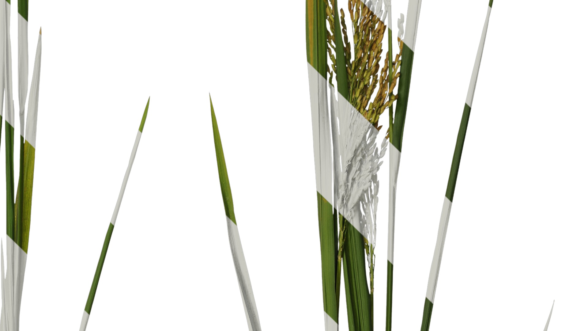 Anydrafts Oryza sativa Atlas 17 Texture_4