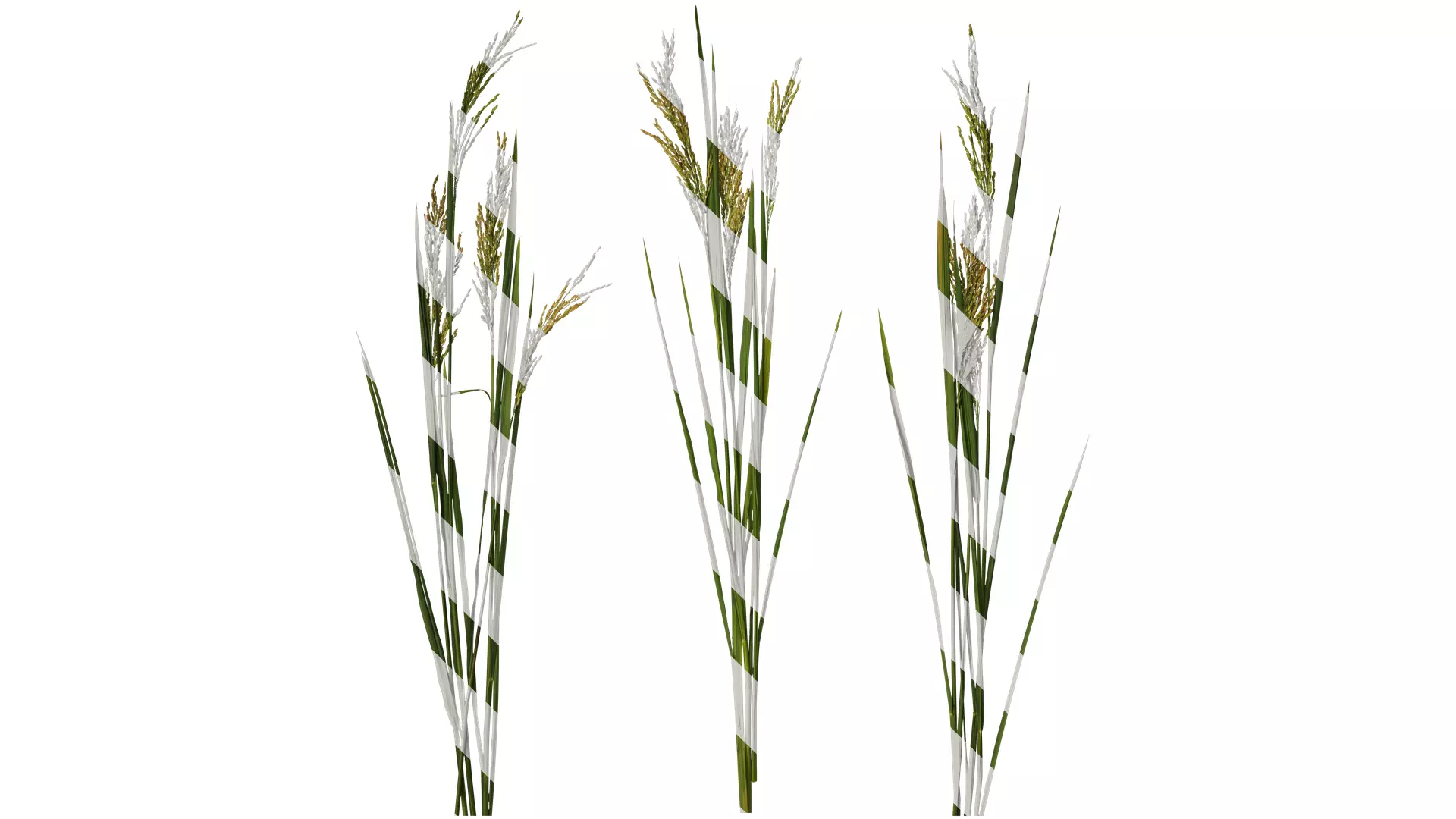 Anydrafts Oryza sativa Atlas 17 Texture_0